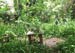ajungletable